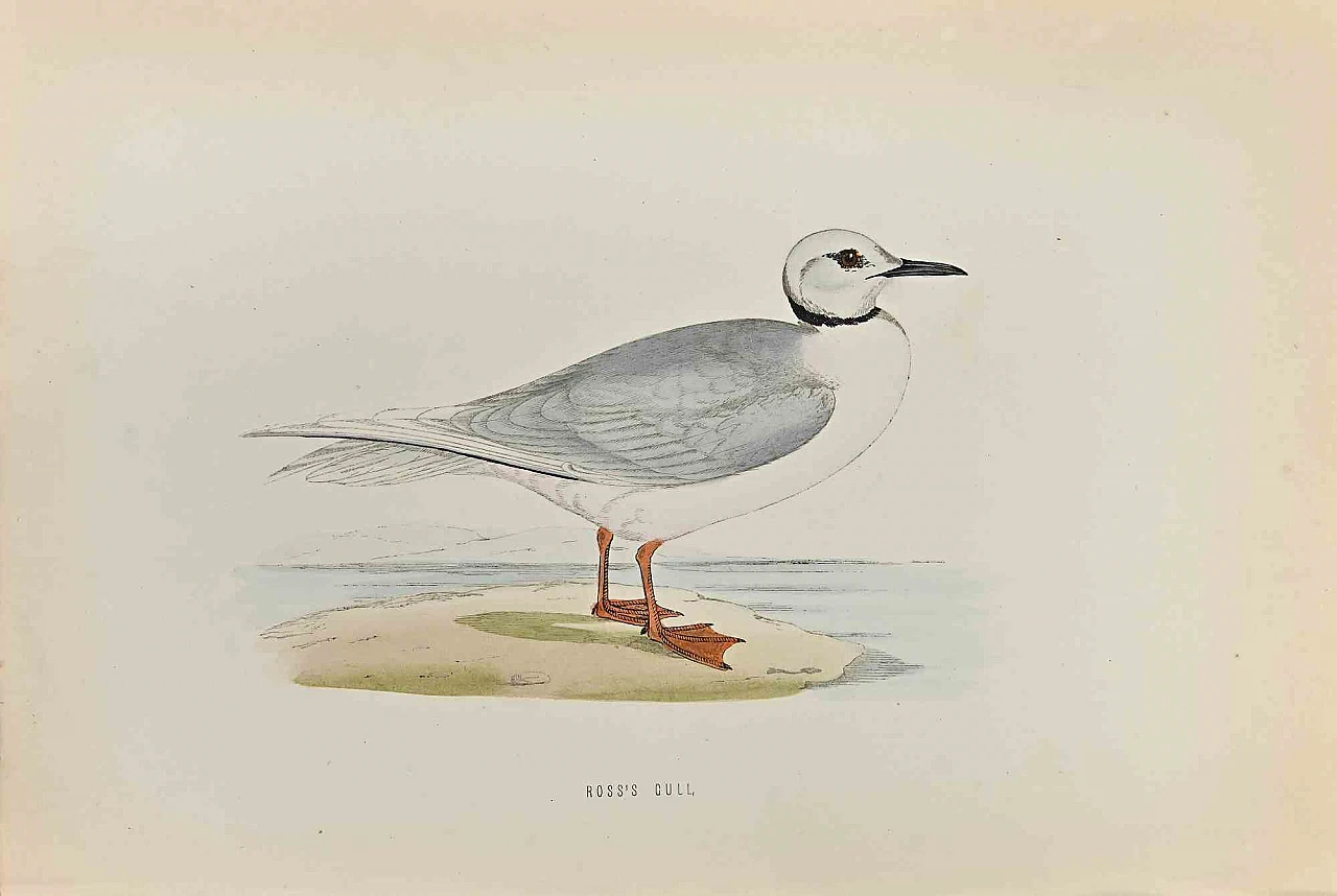 Alexander Francis Lydon, Ross's Gull, Woodcut 19th century 1