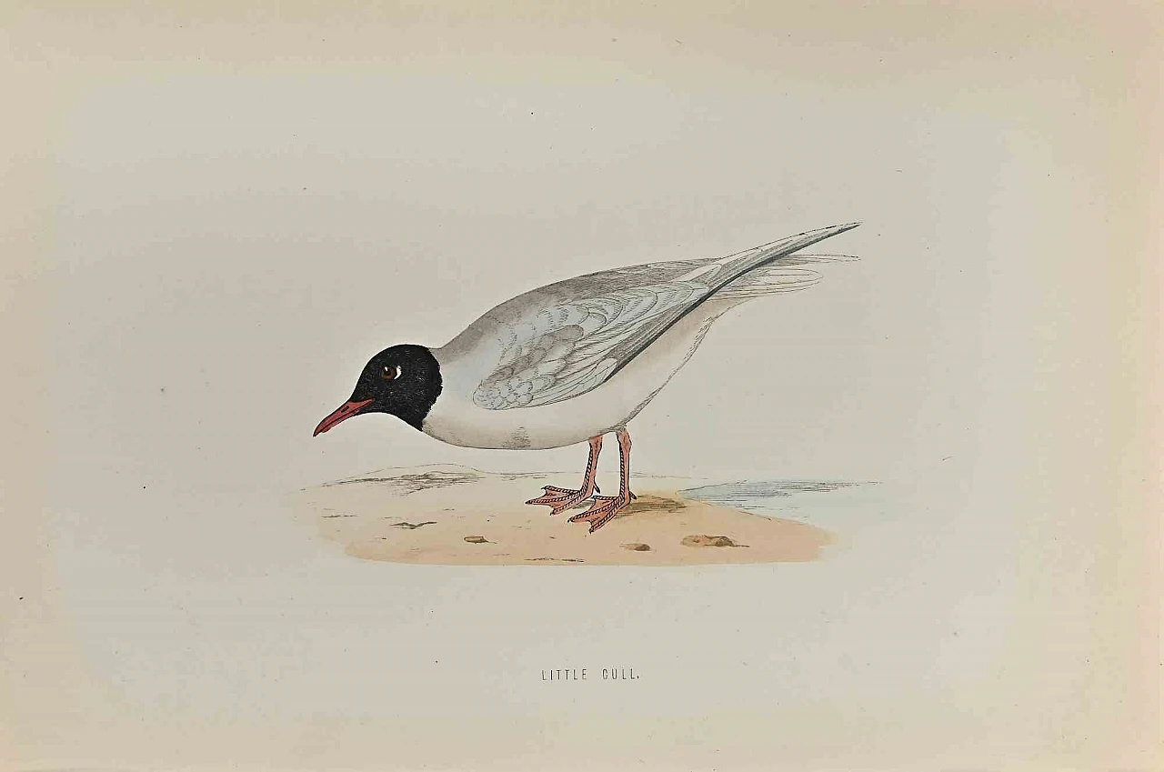 Alexander Francis Lydon, Little Gull, Woodcut 19th century 1