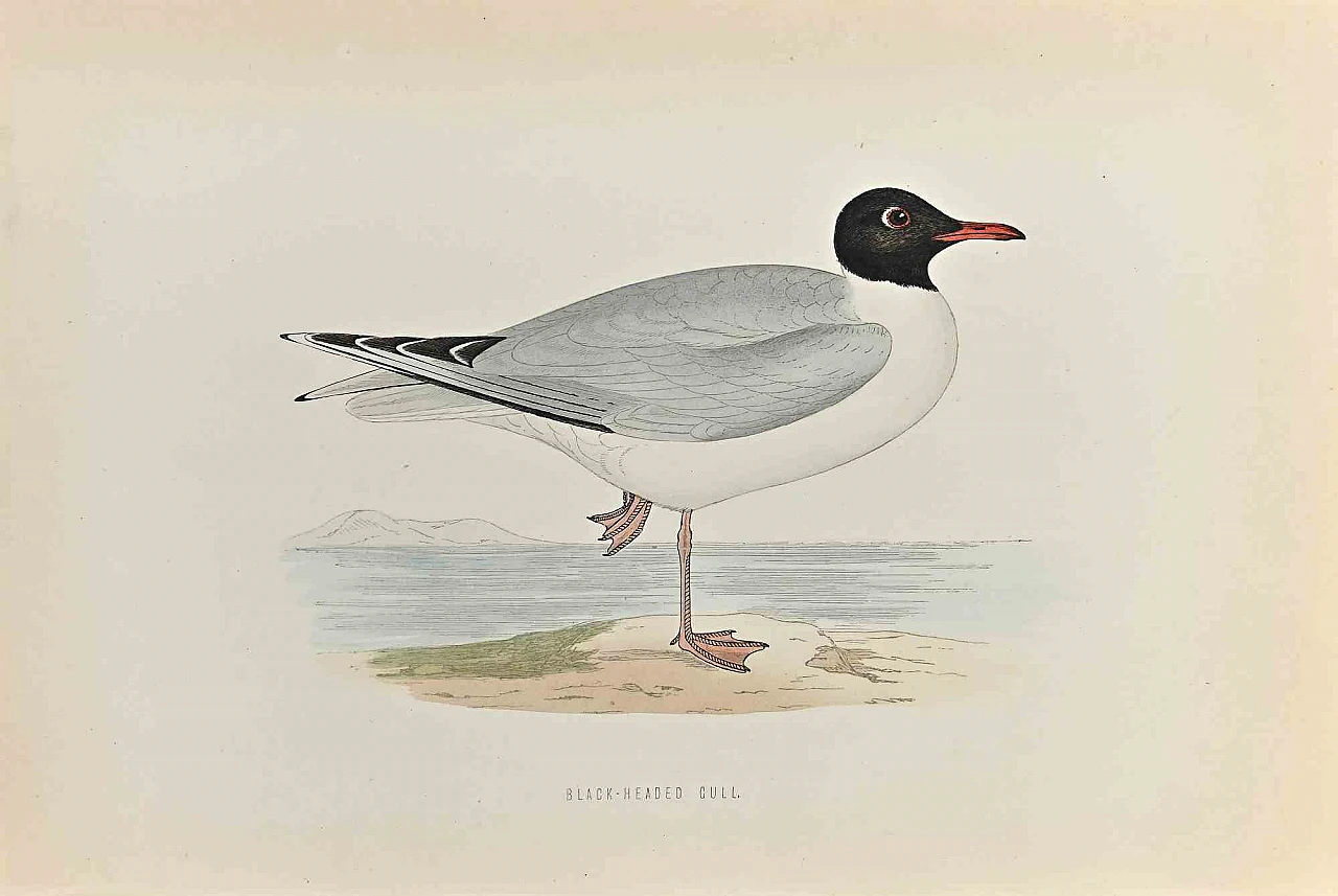 Alexander Francis Lydon, Black- Headed Gull, Woodcut 19th century 1