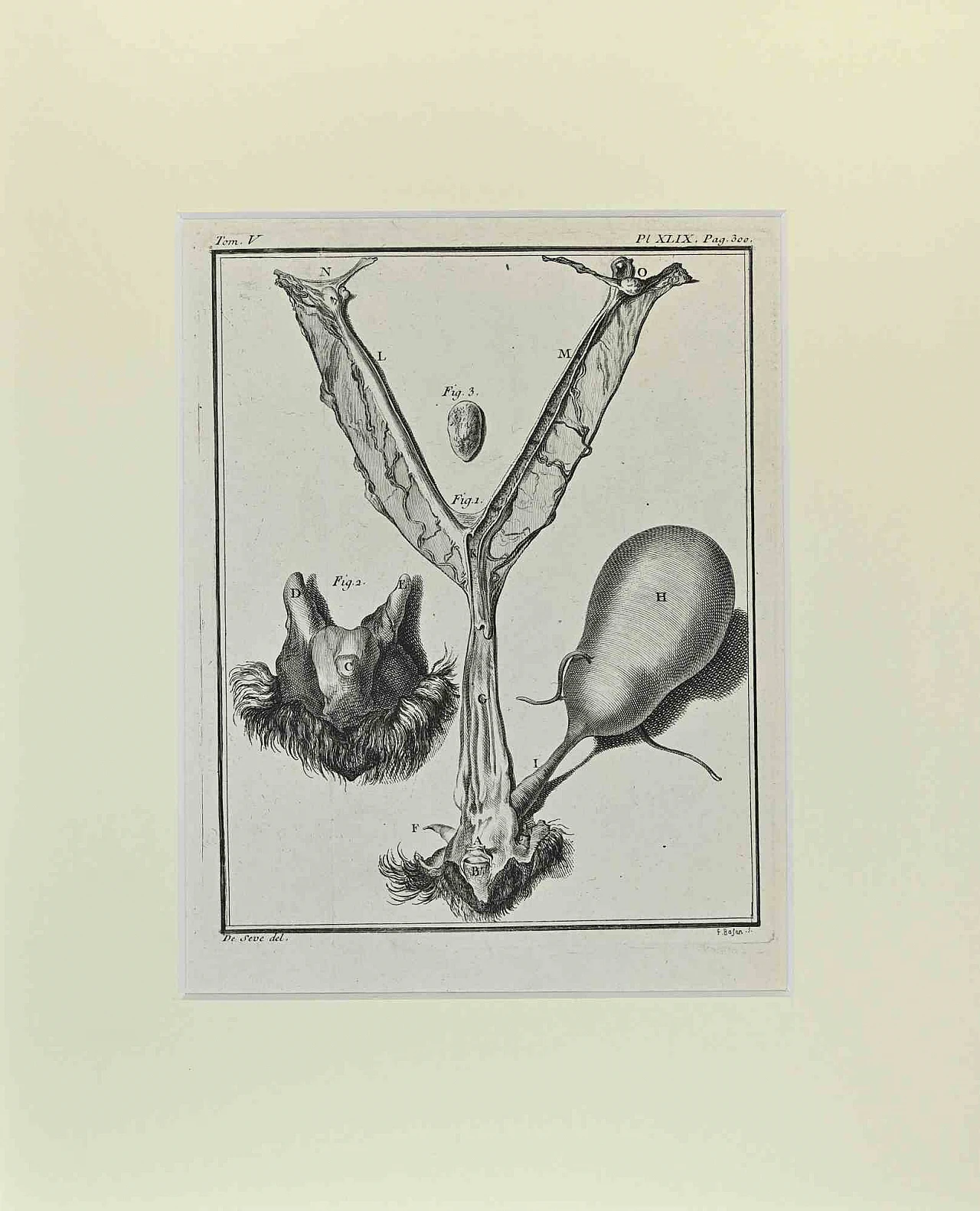 Buvée l'Américain, Animal Anatomy, Etching 18th century 1