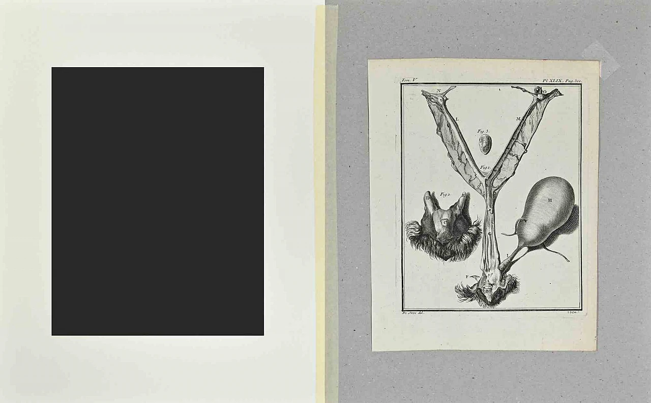 Buvée l'Américain, Animal Anatomy, Etching 18th century 2