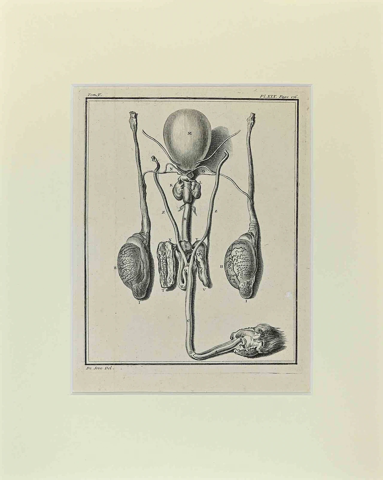 Buvée l'Américain, Animal Anatomy, Etching 18th century 1