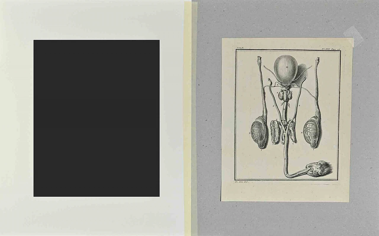 Buvée l'Américain, Animal Anatomy, Etching 18th century 2