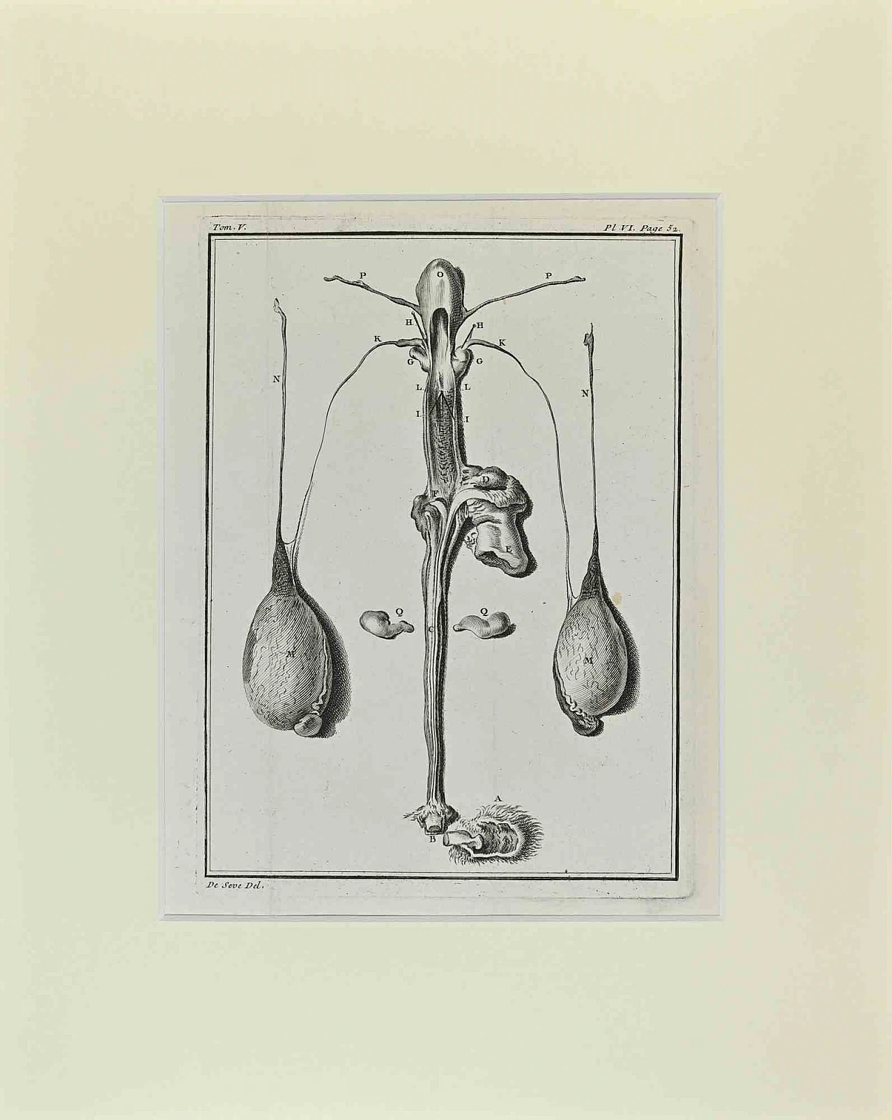 Buvée l'Américain, Animal Anatomy, Etching 18th century 1