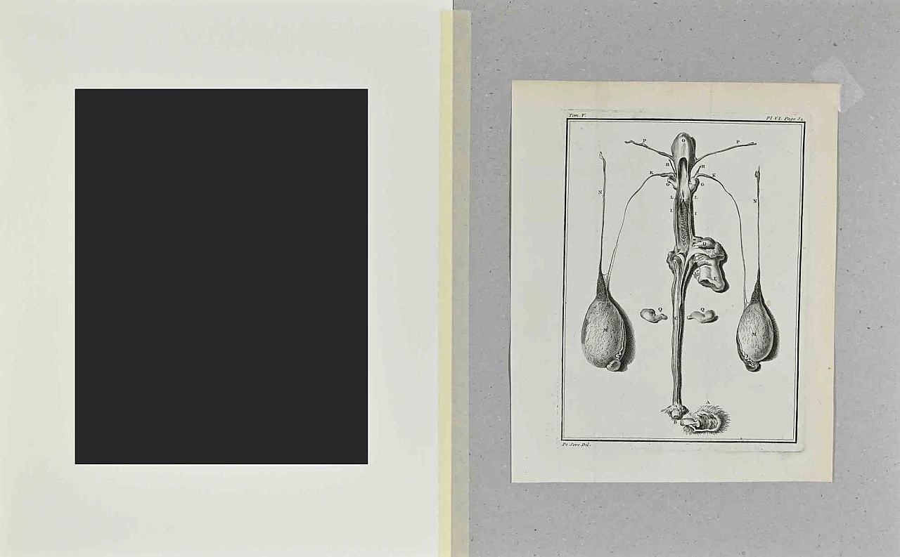 Buvée l'Américain, Animal Anatomy, Etching 18th century 2