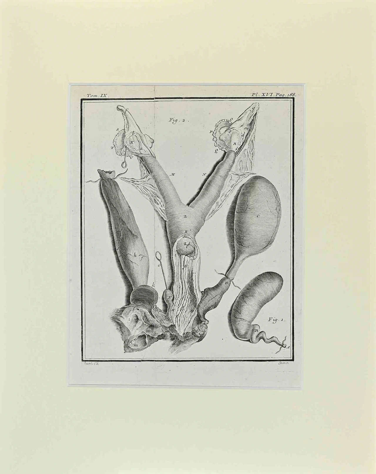 Buvée l'Américain, Animal Anatomy, Etching 18th century 1