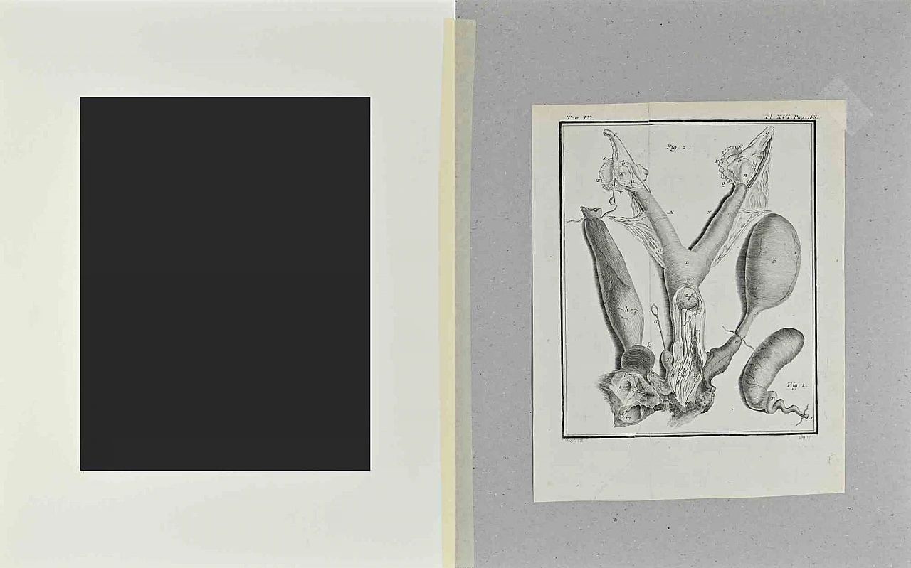 Buvée l'Américain, Animal Anatomy, Etching 18th century 2