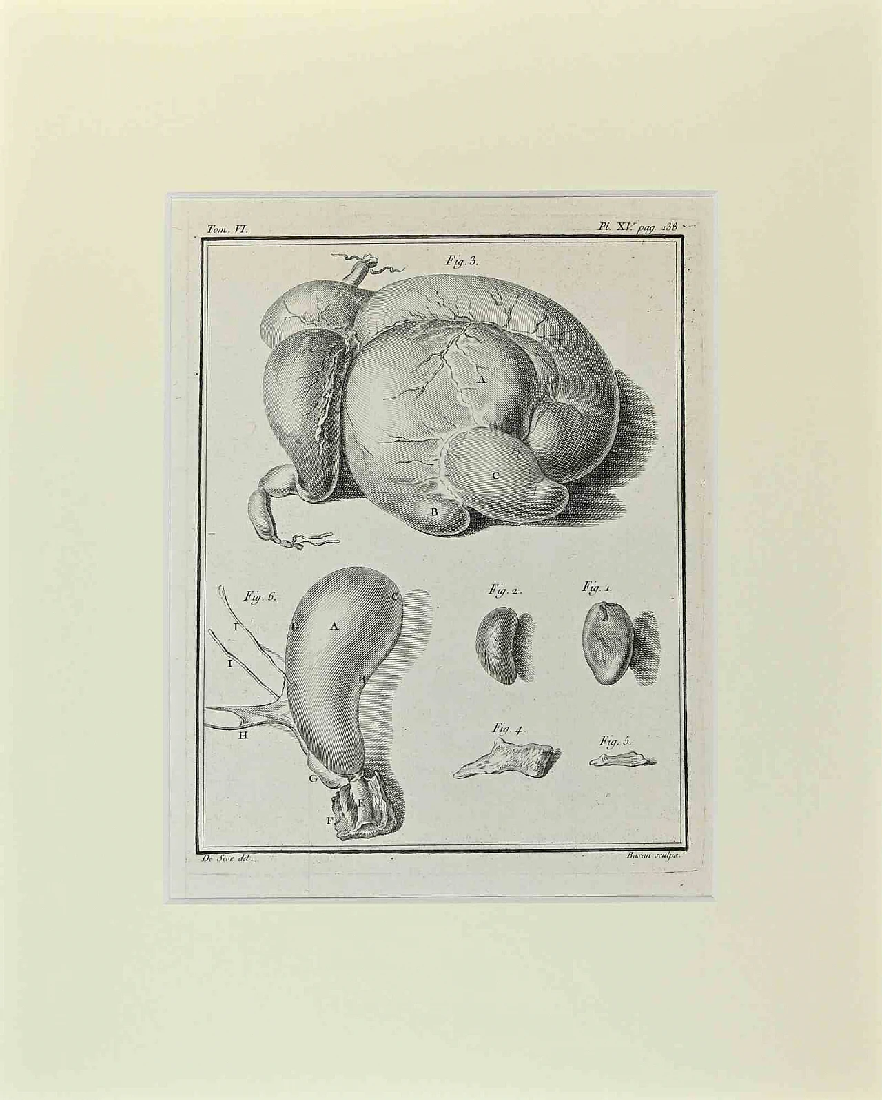 Buvée l'Américain, Animal Anatomy, Etching 18th century 1