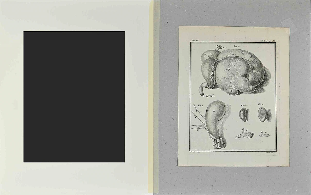 Buvée l'Américain, Animal Anatomy, Etching 18th century 2