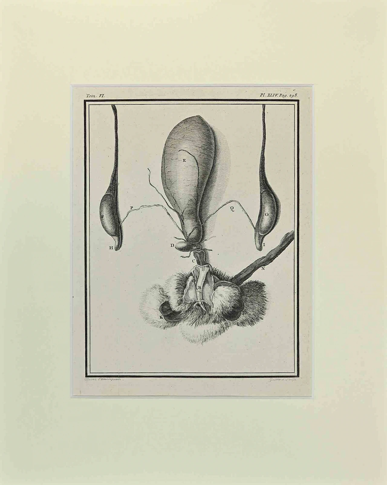 Buvée l'Américain, Animal Anatomy, Etching 18th century 1