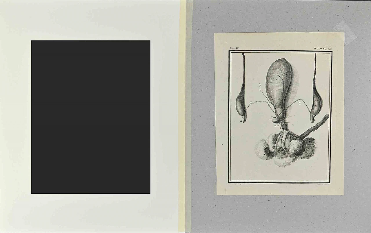 Buvée l'Américain, Animal Anatomy, Etching 18th century 2