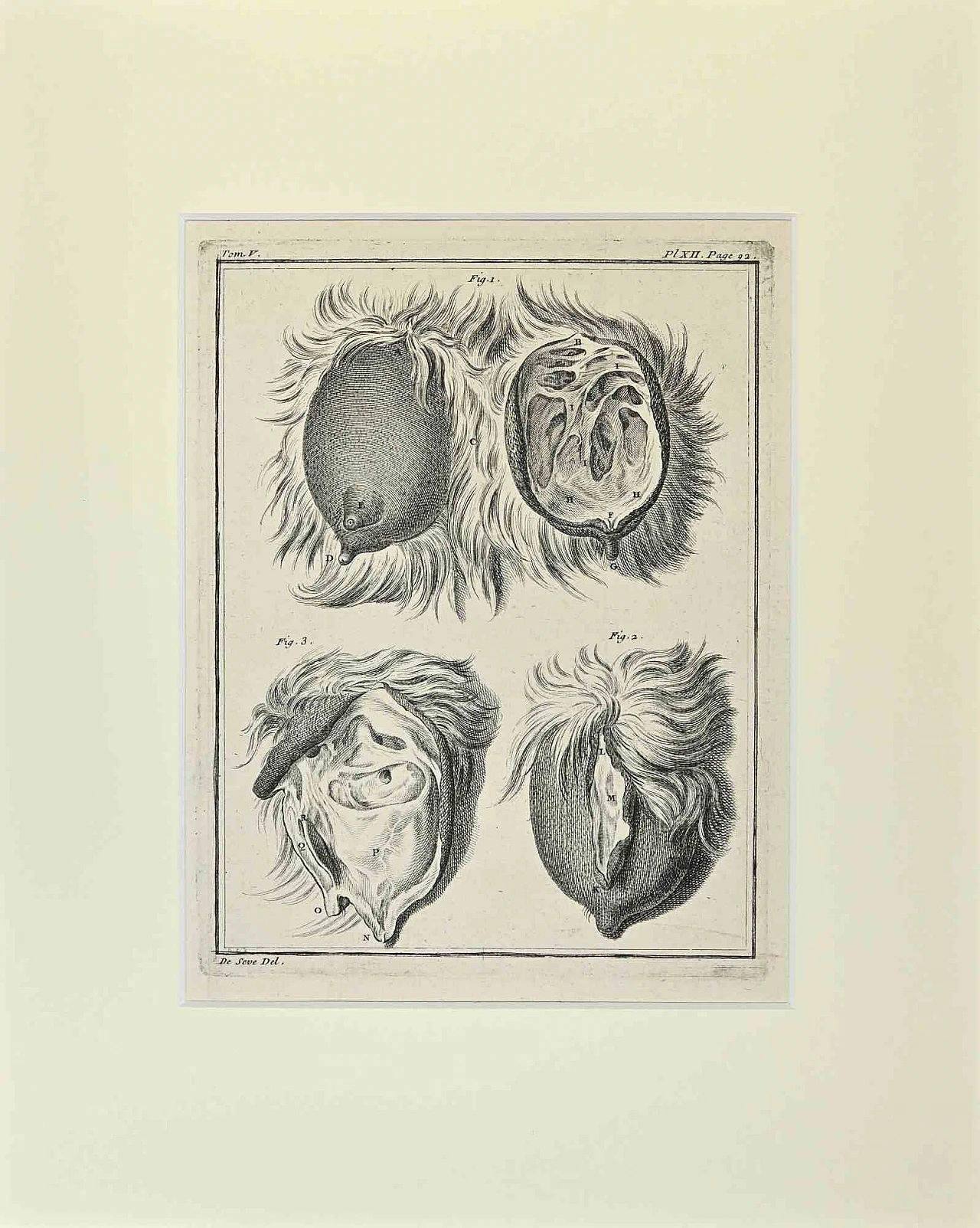 Buvée l'Américain, Animal Anatomy, Etching 18th century 1