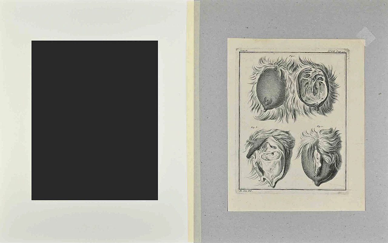 Buvée l'Américain, Animal Anatomy, Etching 18th century 2