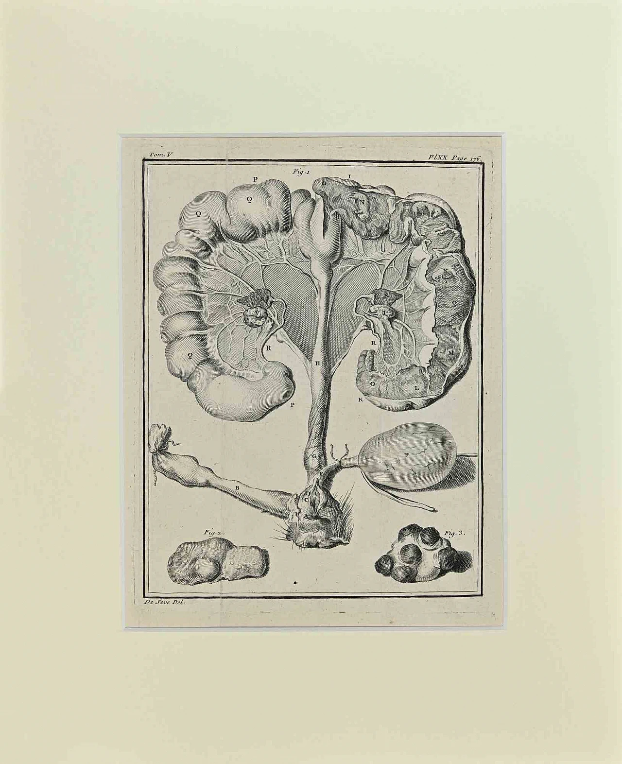 Buvée l'Américain, Animal Anatomy, Etching 18th century 1