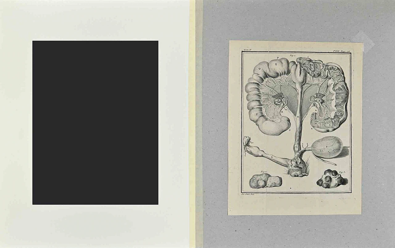Buvée l'Américain, Animal Anatomy, Etching 18th century 2