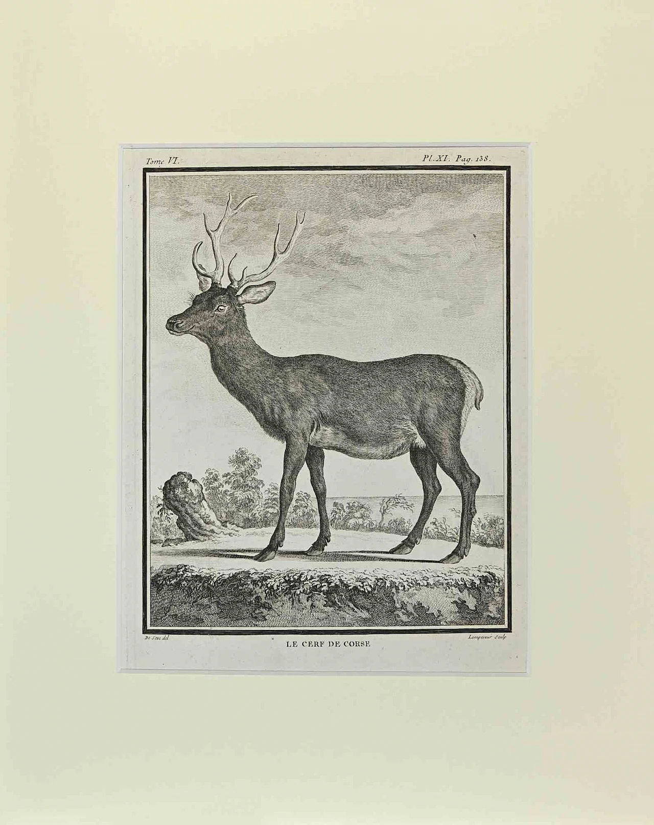 Buvée l'Américain, Le Cerf De Corse, Etching 18th century 1
