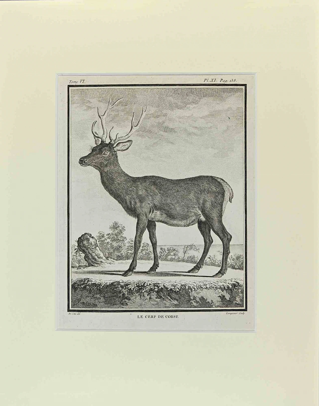Buvée l'Américain, Le Cerf De Corse, Etching 18th century 1