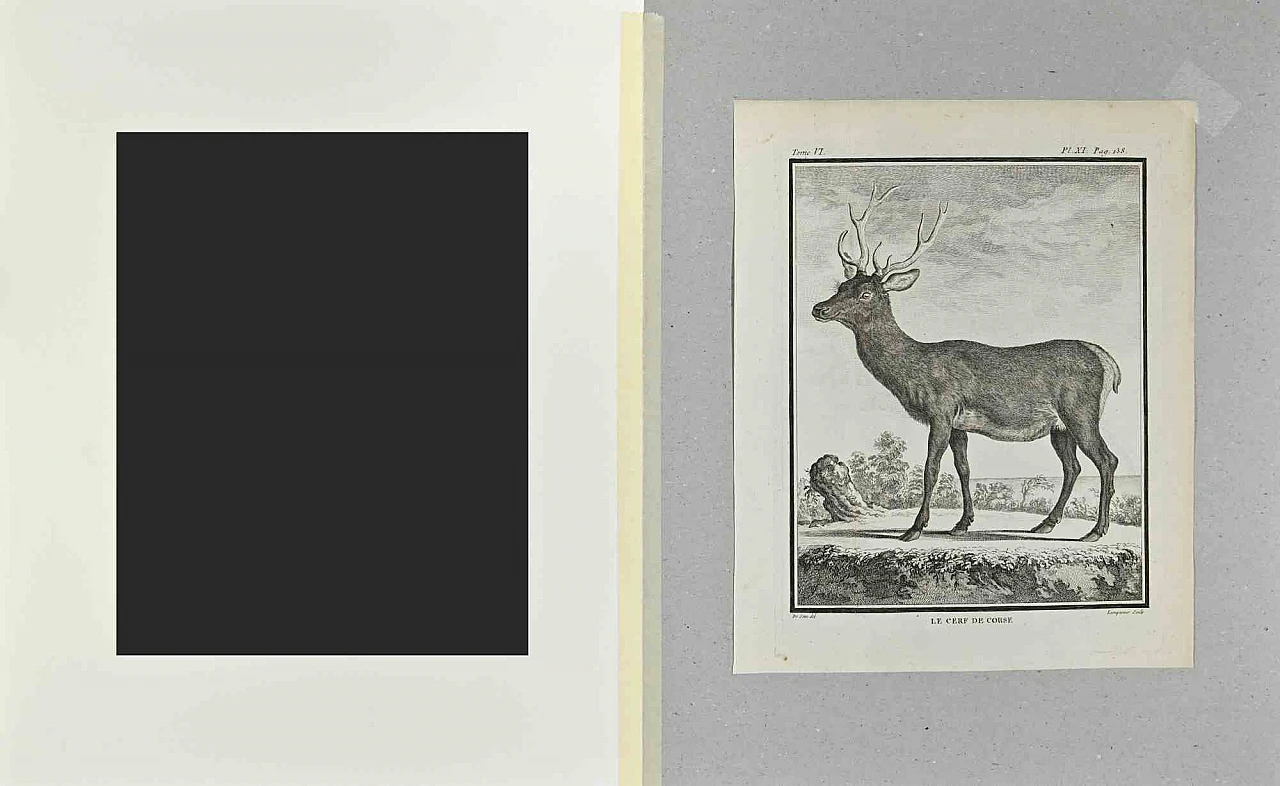 Buvée l'Américain, Le Cerf De Corse, Etching 18th century 2