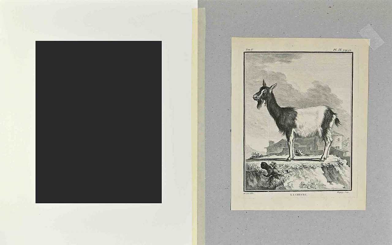 Buvée l'Américain, La Chevre, Etching 18th century 2