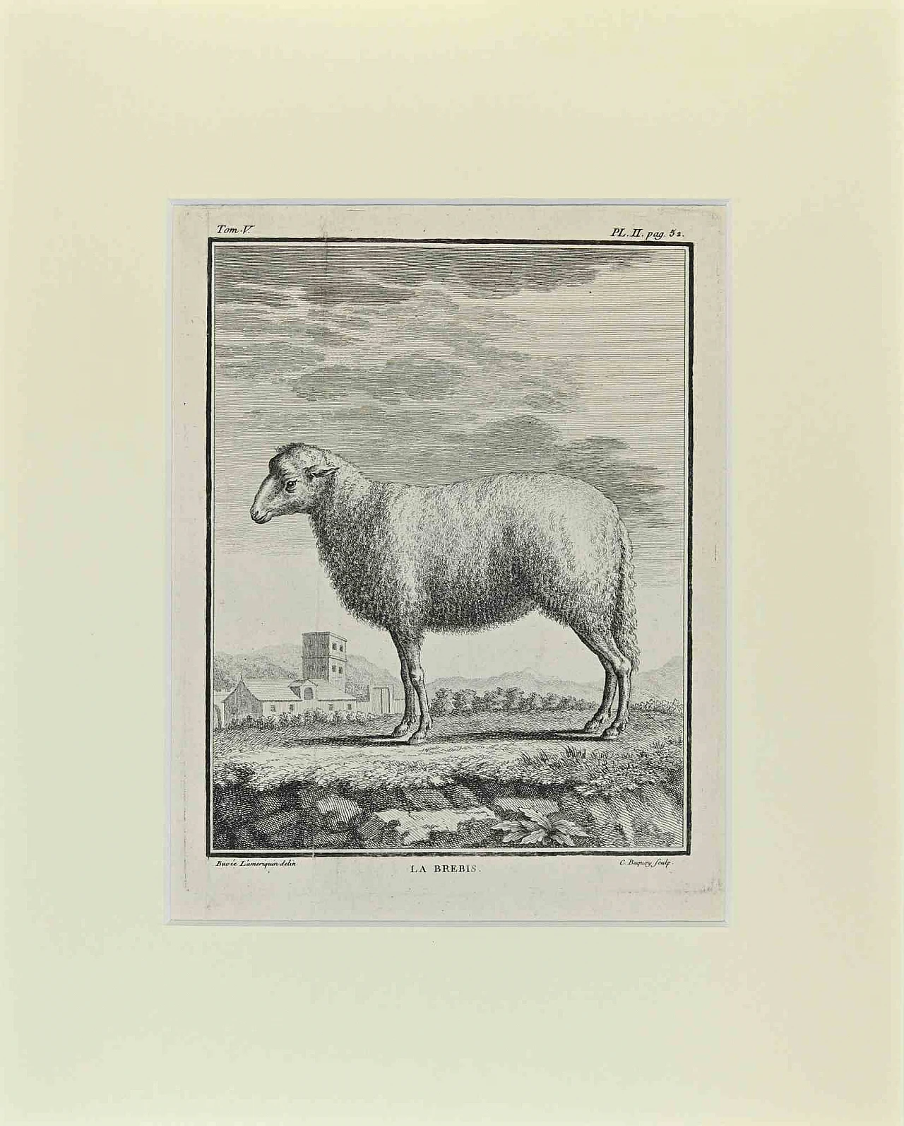 Buvée l'Américain, La Brebis, Etching 18th century 1