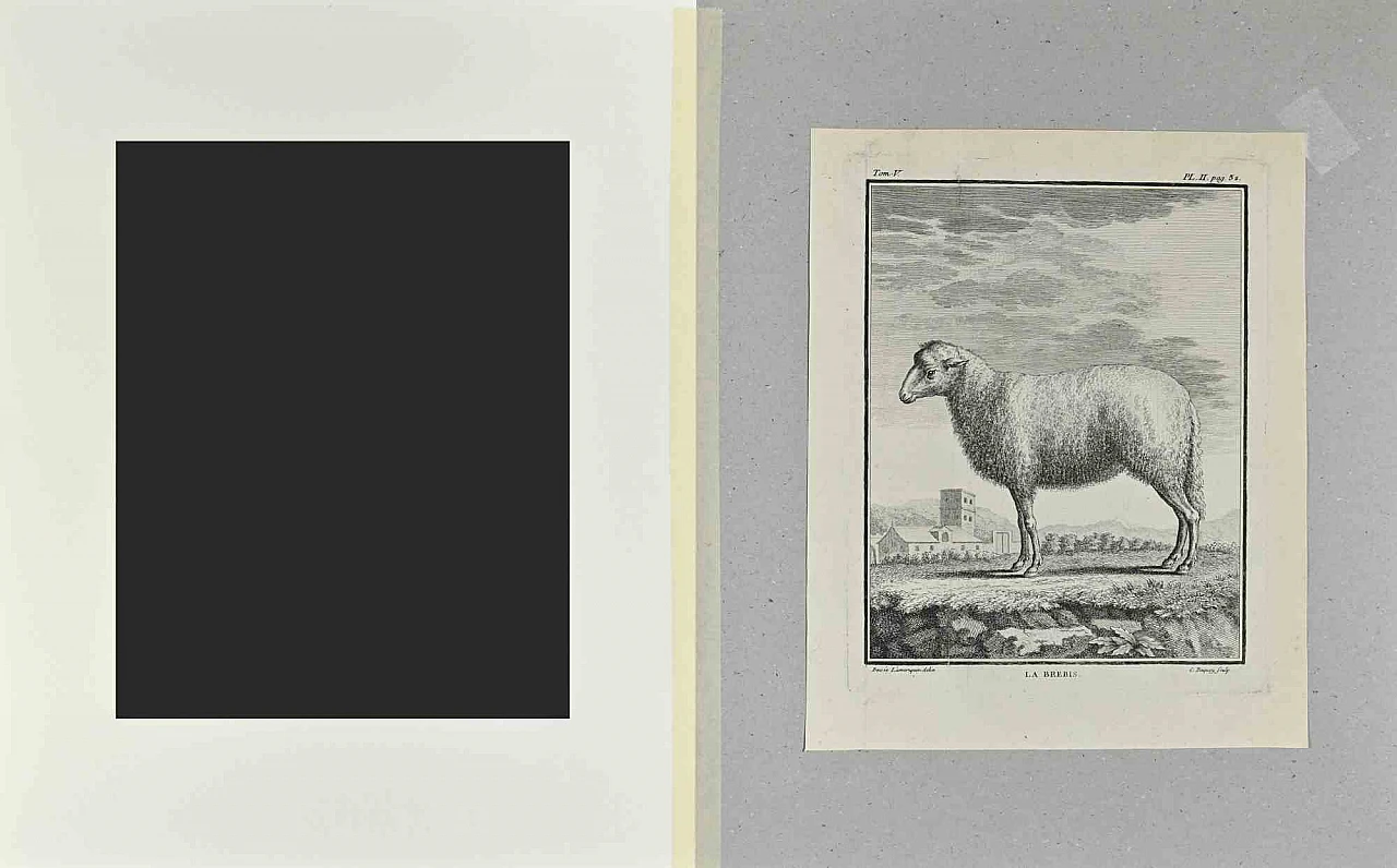 Buvée l'Américain, La Brebis, Etching 18th century 2