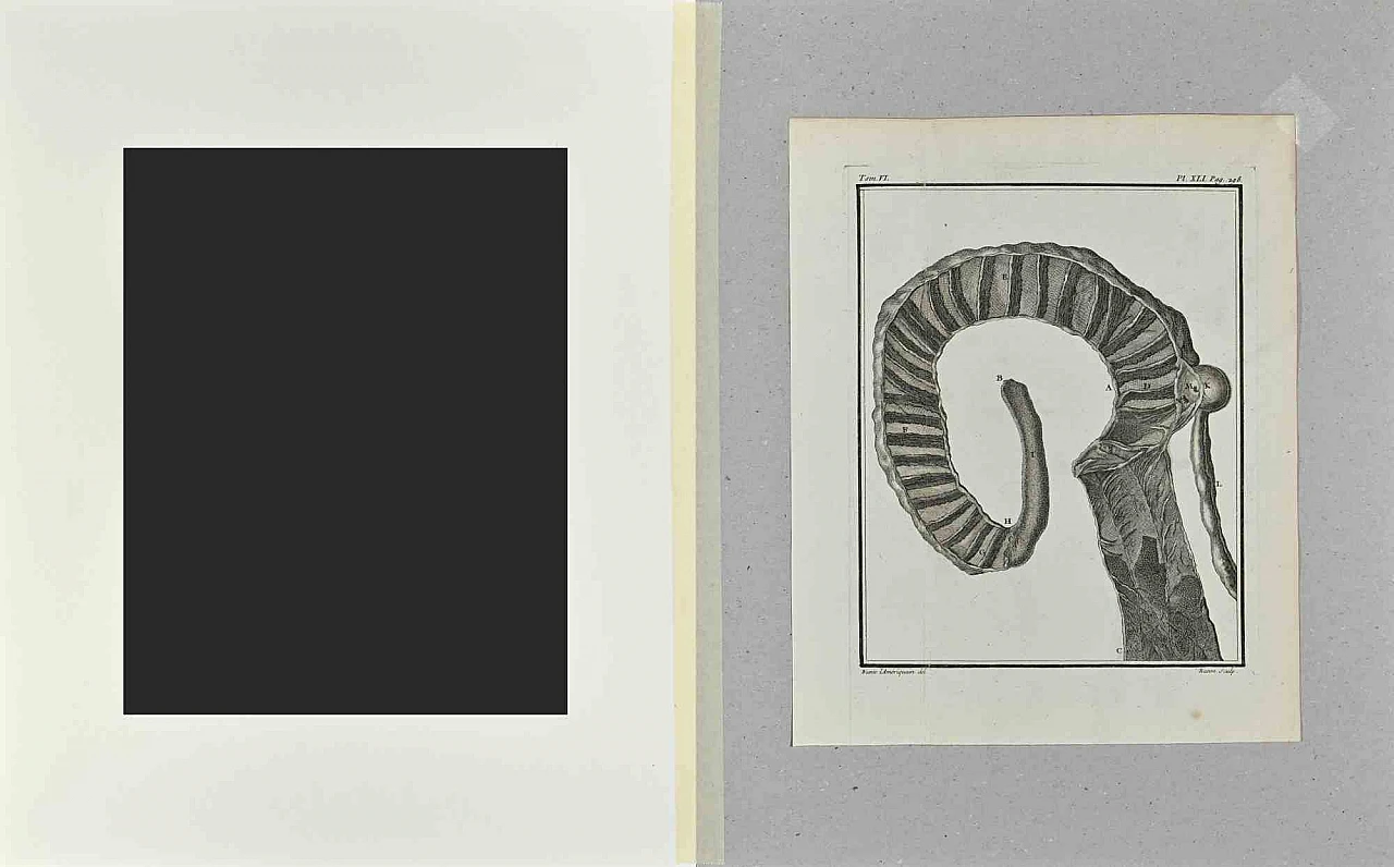Jacques Baron, Anatomia degli animali, Acquaforte '700 2
