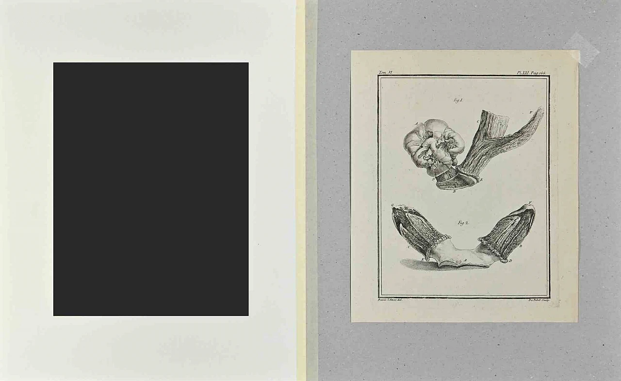 Antoine Defehrt, Anatomy of Animals, Etching 18th century 2