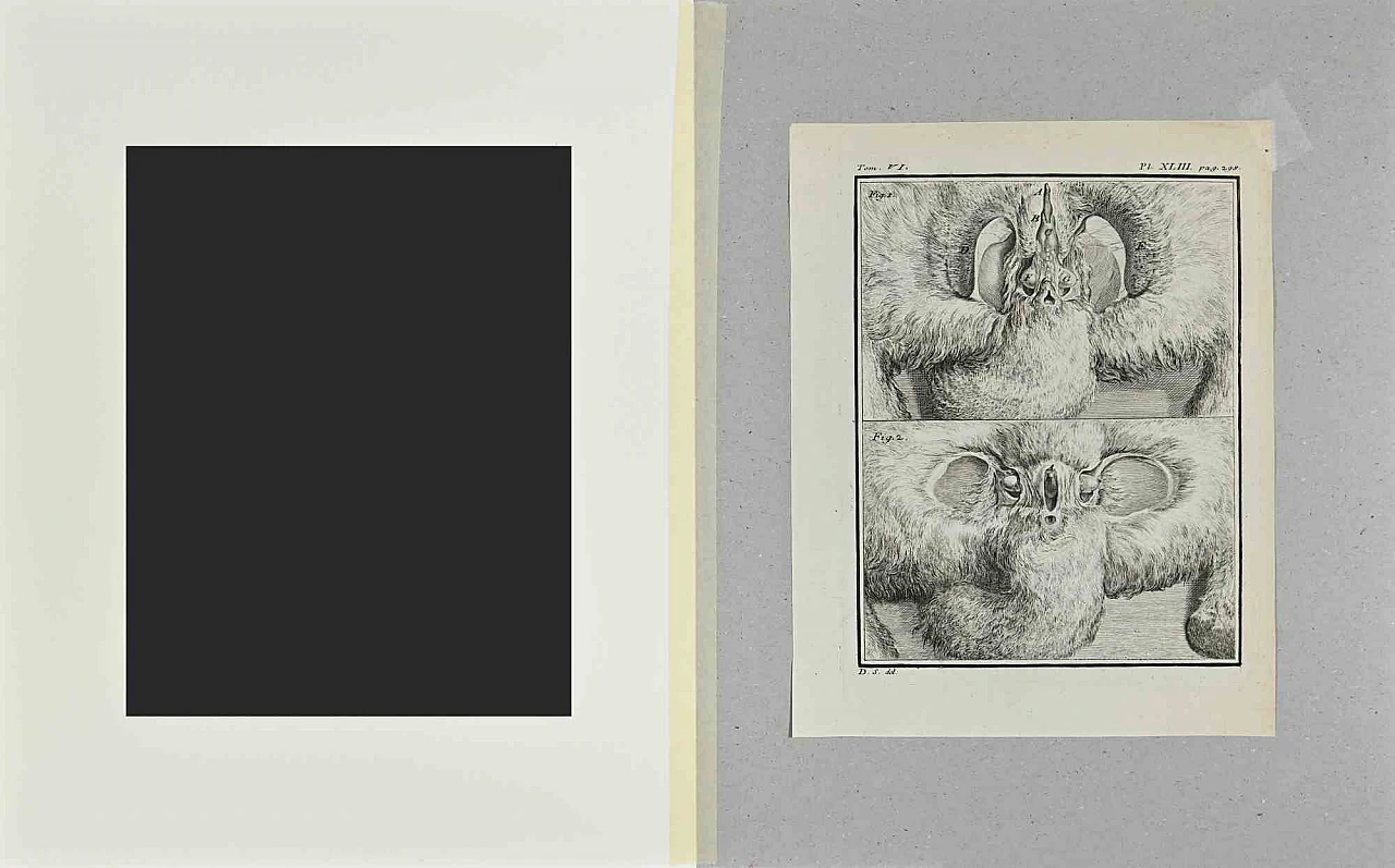n.a., Anatomia degli animali, Acquaforte '700 2