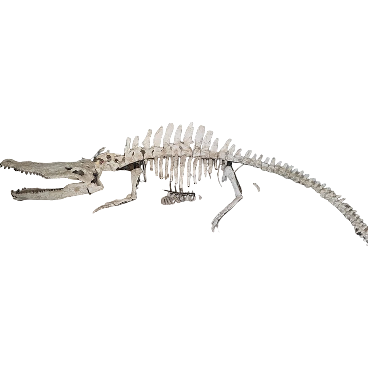 Alligator Crocodile fossil skeleton dinosaur era 7