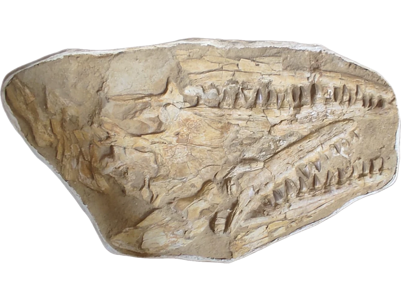 Authentic 37-Inch Mosasaurus Beaugei Skull Fossil in Original Matrix 5