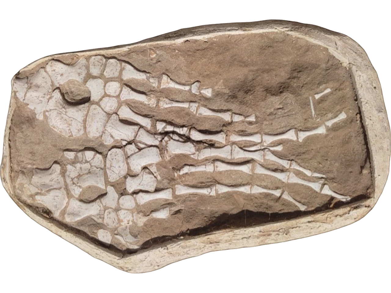 Two Mosasaur Paddles fossils in plaster jacket 60cm 5