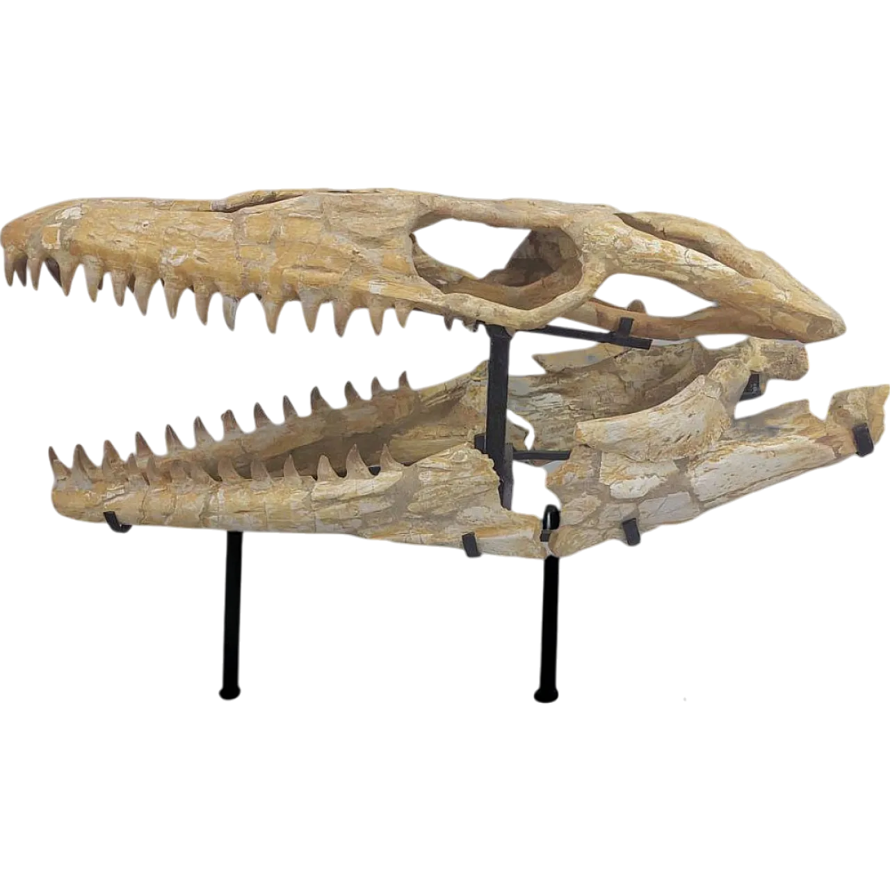 Fossil Mosasaur skull Moroccan Fossilized reptile 5