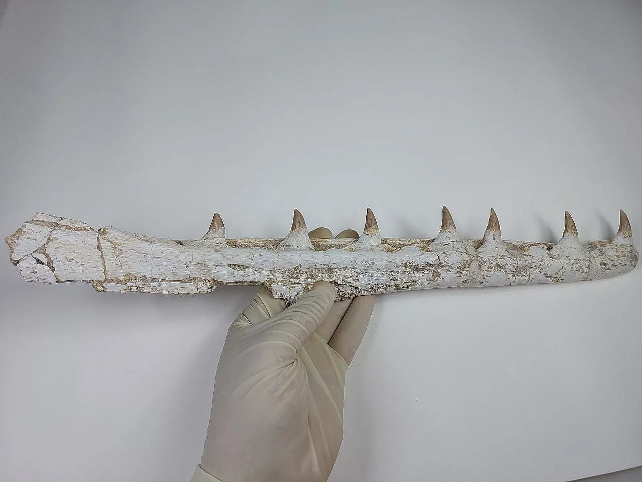 Fossil Mosasaurus (Platecarpus) Authentic Upper Jaw w/ Teeth 1