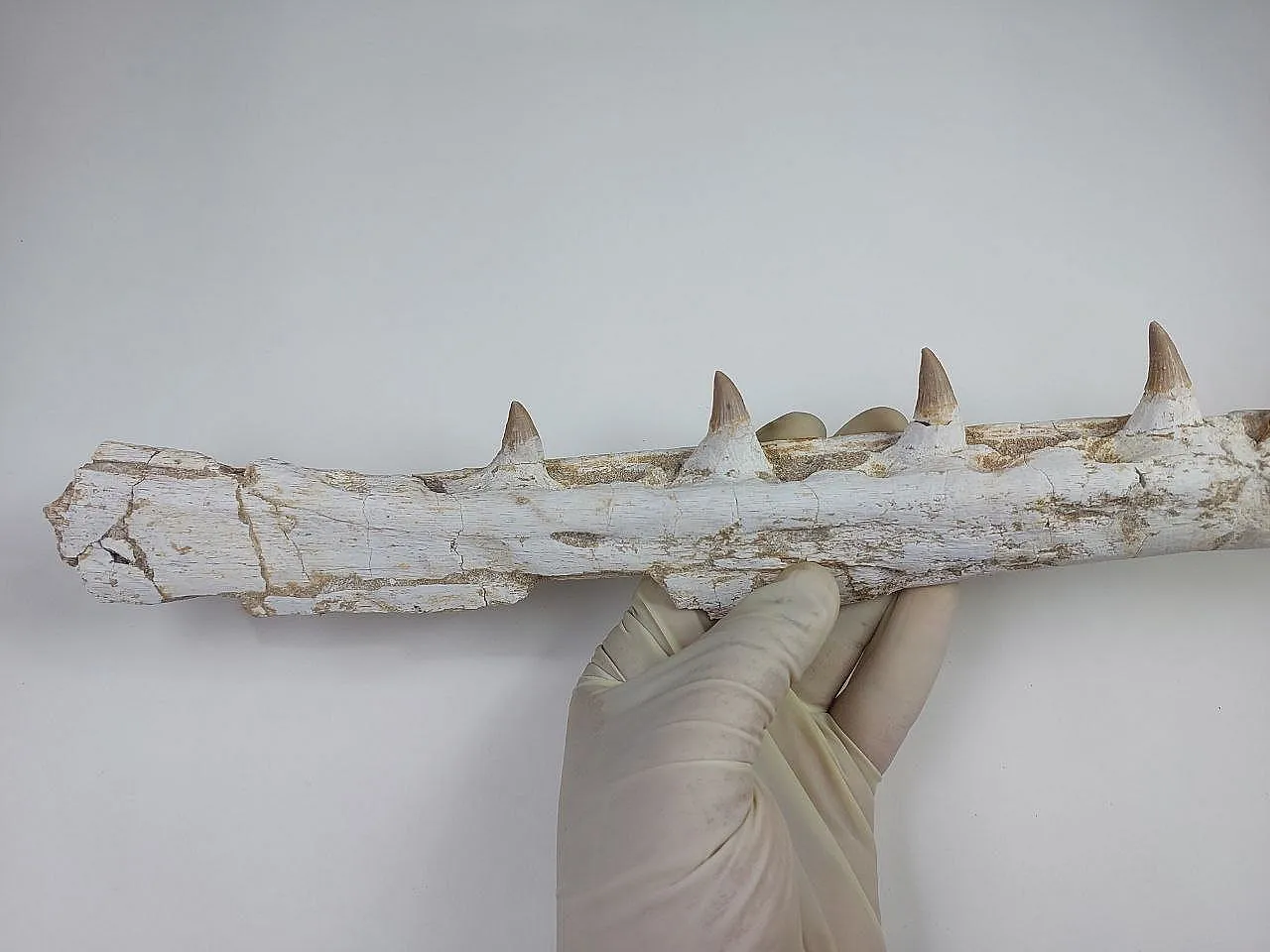 Fossil Mosasaurus (Platecarpus) Authentic Upper Jaw w/ Teeth 2