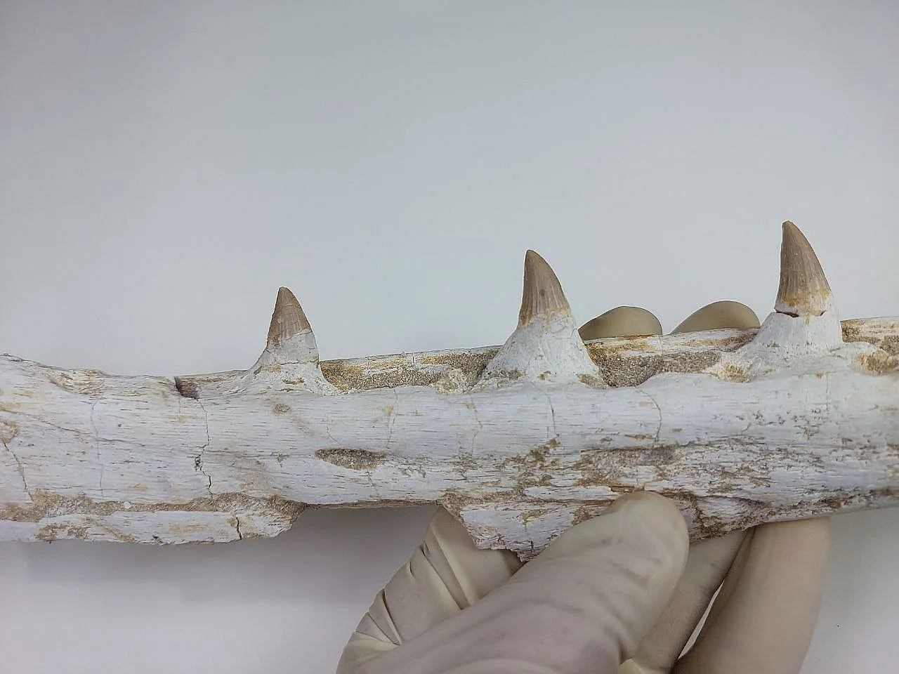 Fossil Mosasaurus (Platecarpus) Authentic Upper Jaw w/ Teeth 3