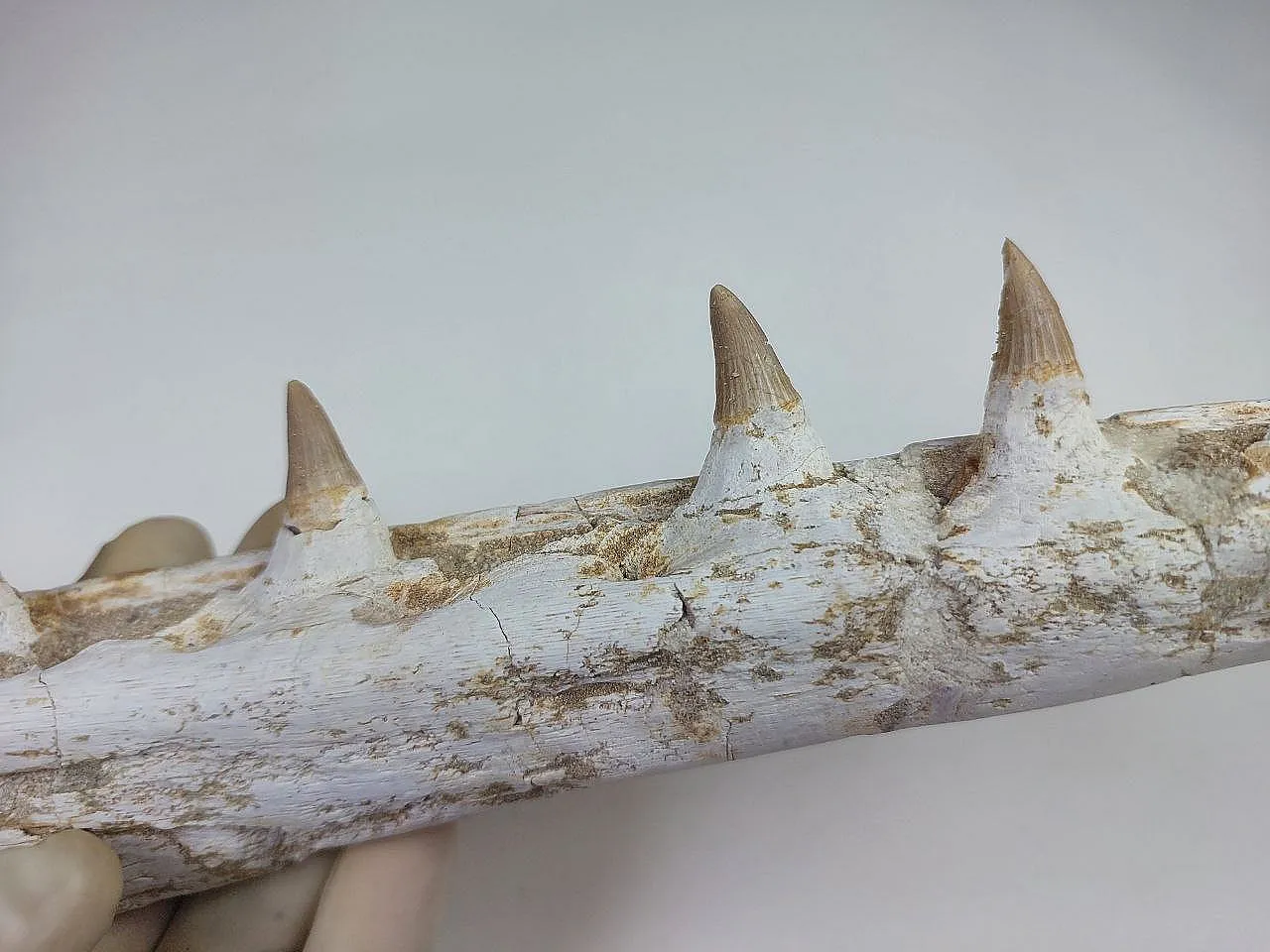 Fossil Mosasaurus (Platecarpus) Authentic Upper Jaw w/ Teeth 4
