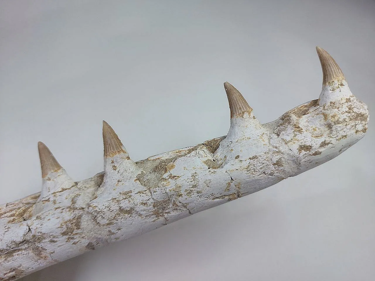 Fossil Mosasaurus (Platecarpus) Authentic Upper Jaw w/ Teeth 5