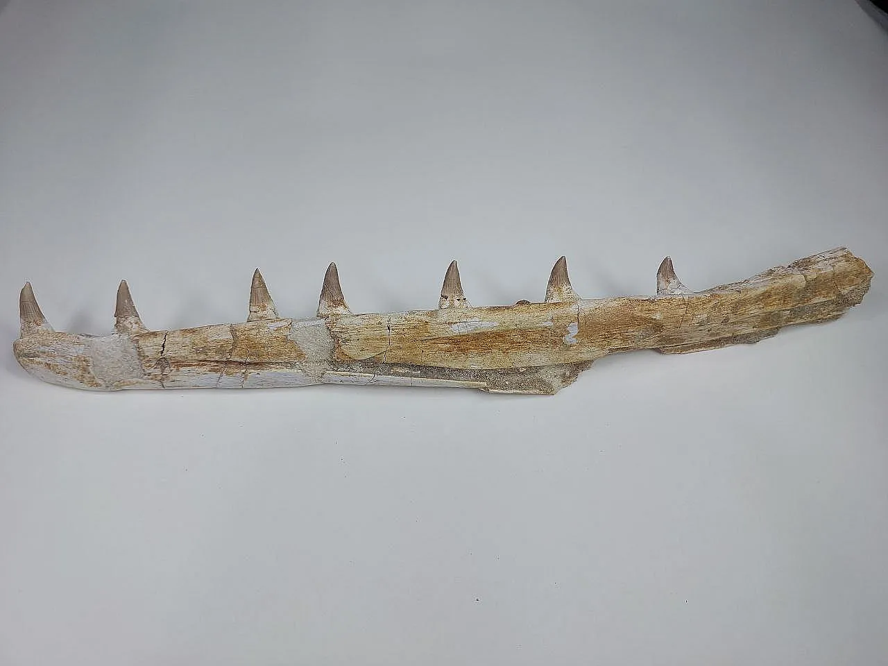 Fossil Mosasaurus (Platecarpus) Authentic Upper Jaw w/ Teeth 6