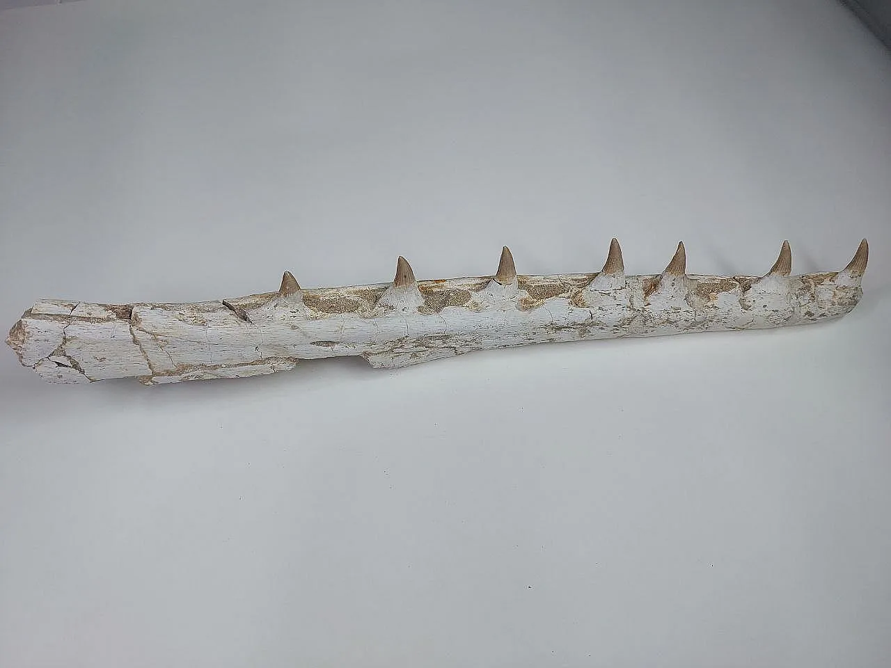 Fossil Mosasaurus (Platecarpus) Authentic Upper Jaw w/ Teeth 7