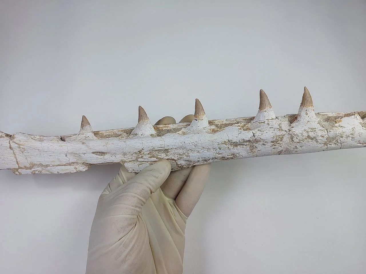 Fossil Mosasaurus (Platecarpus) Authentic Upper Jaw w/ Teeth 8