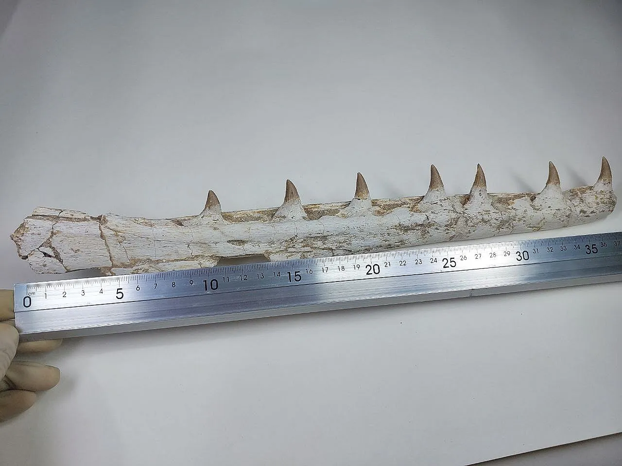 Fossil Mosasaurus (Platecarpus) Authentic Upper Jaw w/ Teeth 9