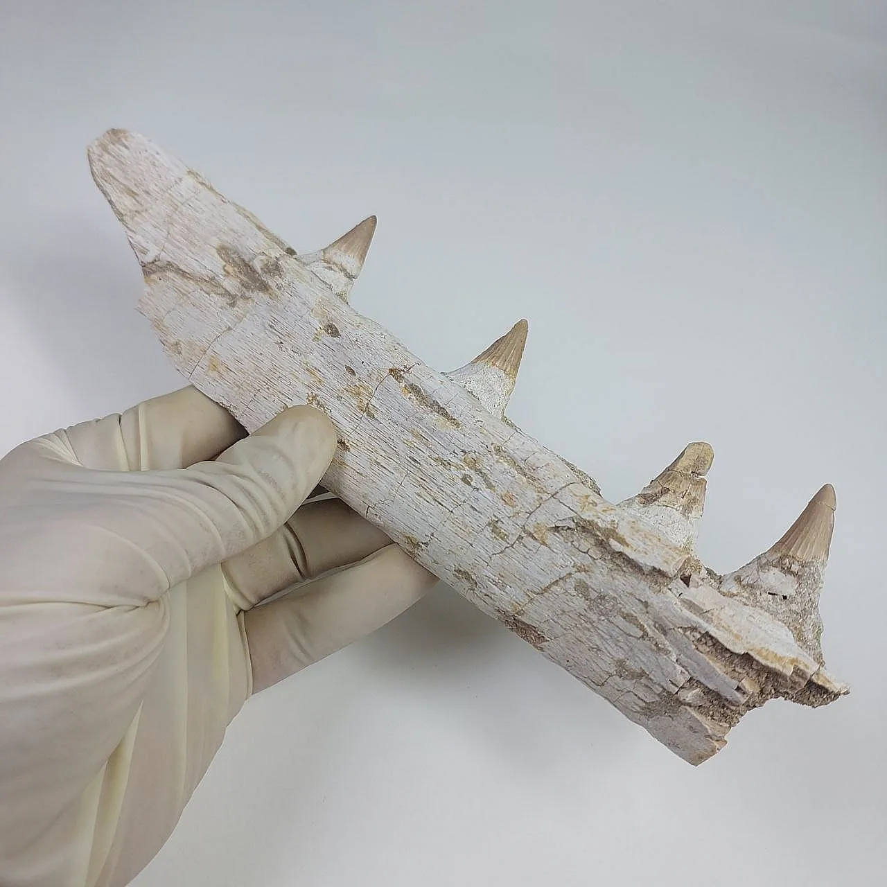 Mosasaur Platecarpus Upper Jaw with Teeth 3