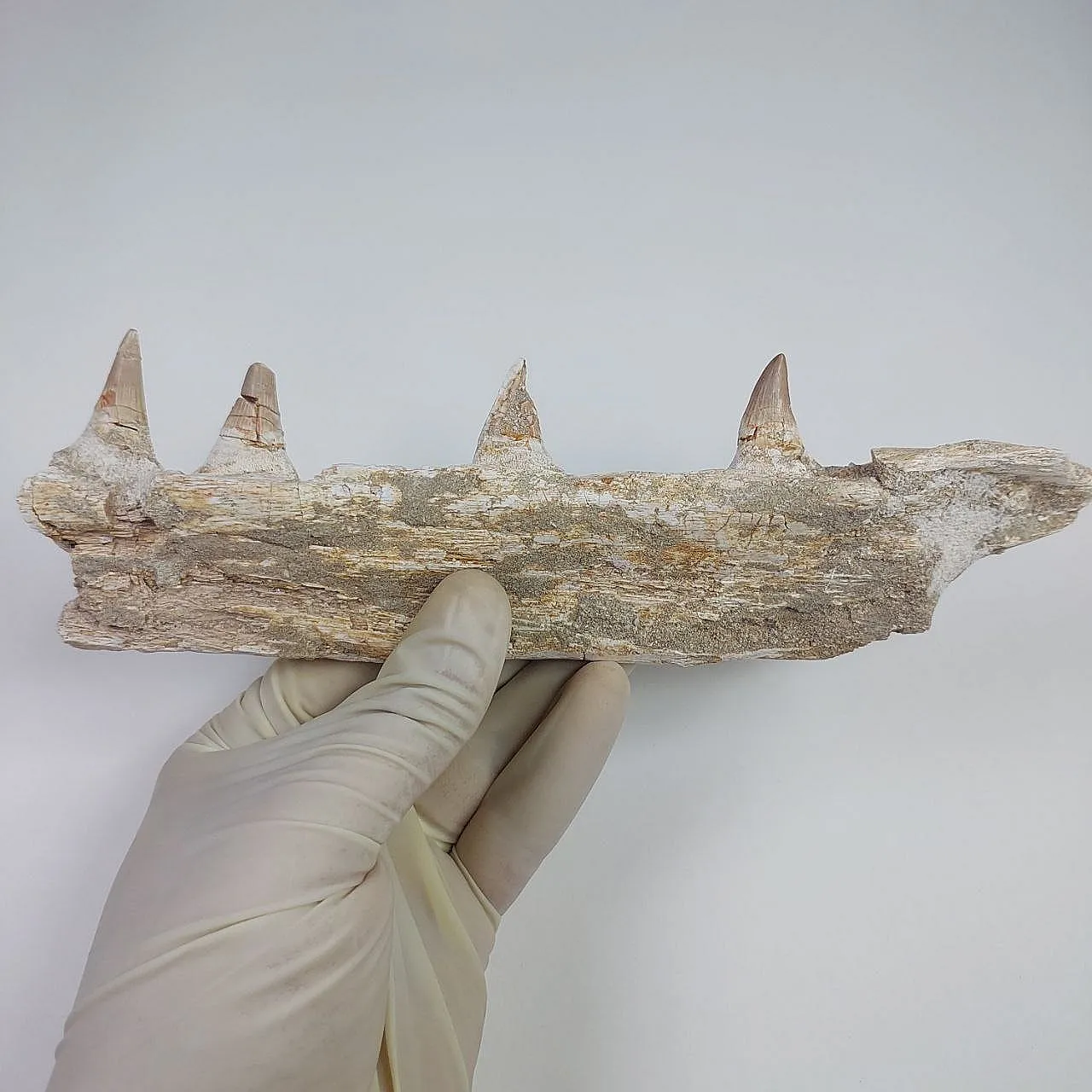 Mosasaur Platecarpus Upper Jaw with Teeth 4