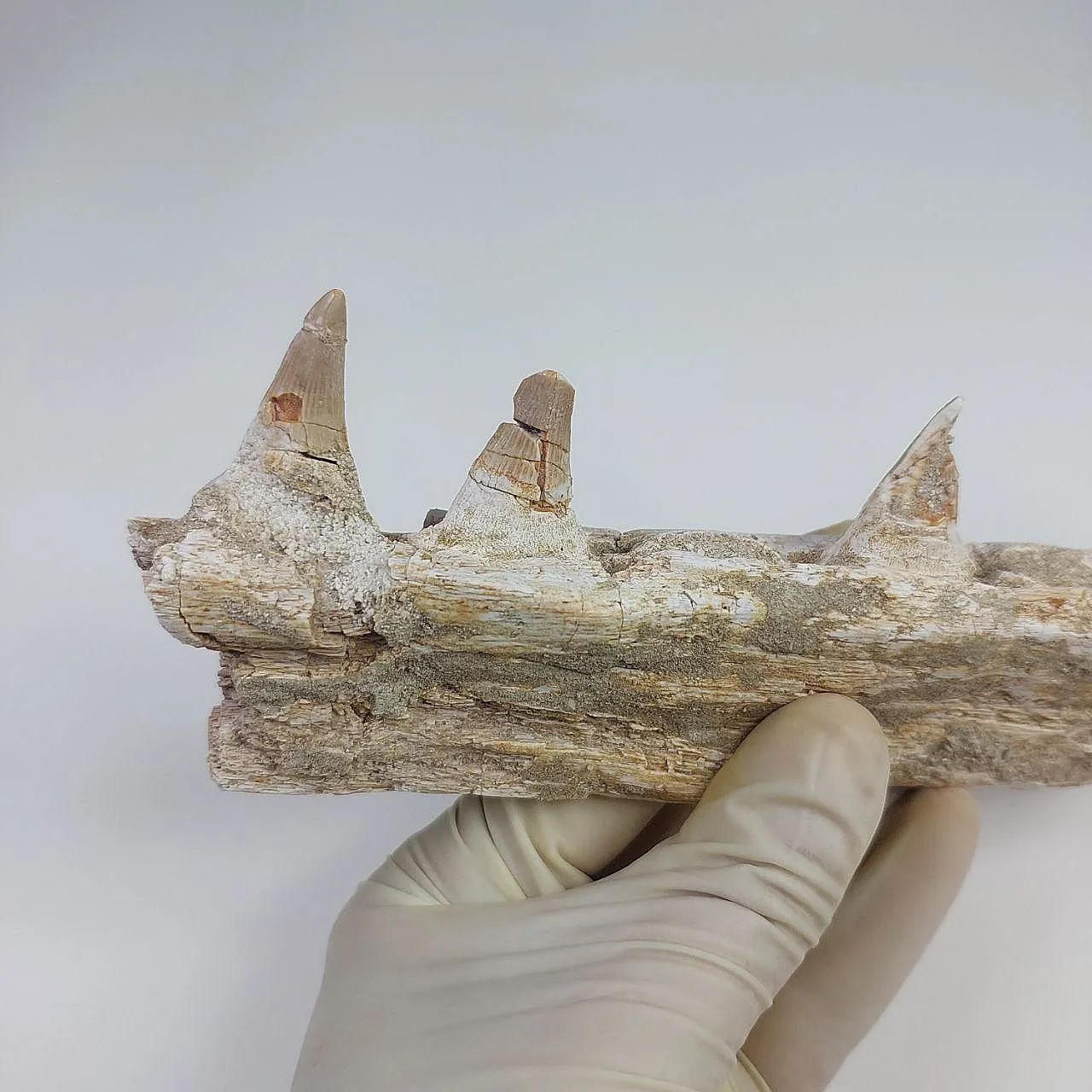 Mosasaur Platecarpus Upper Jaw with Teeth 5