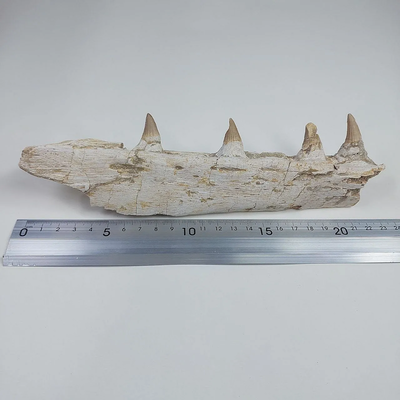 Mosasaur Platecarpus Upper Jaw with Teeth 8