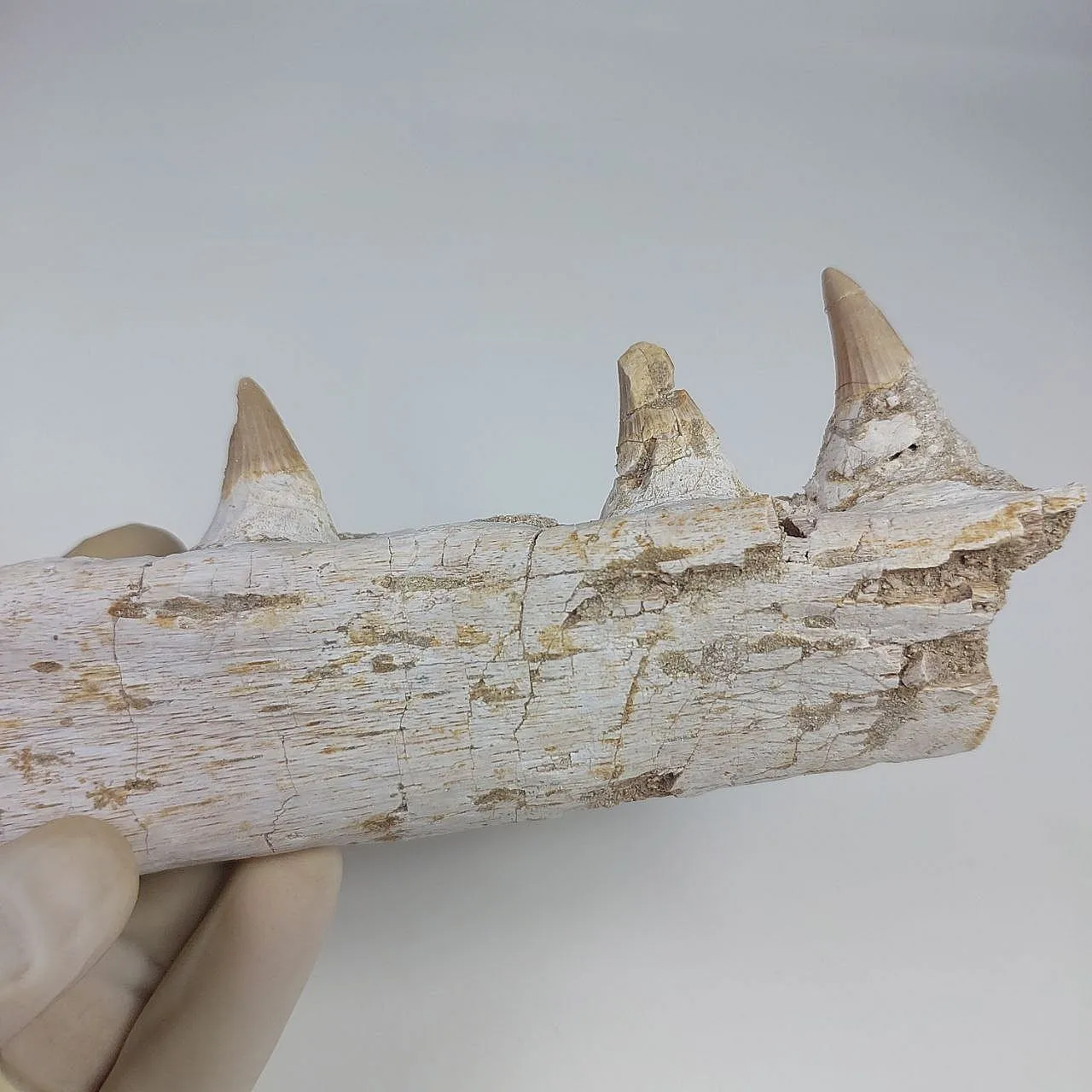 Mosasaur Platecarpus Upper Jaw with Teeth 9