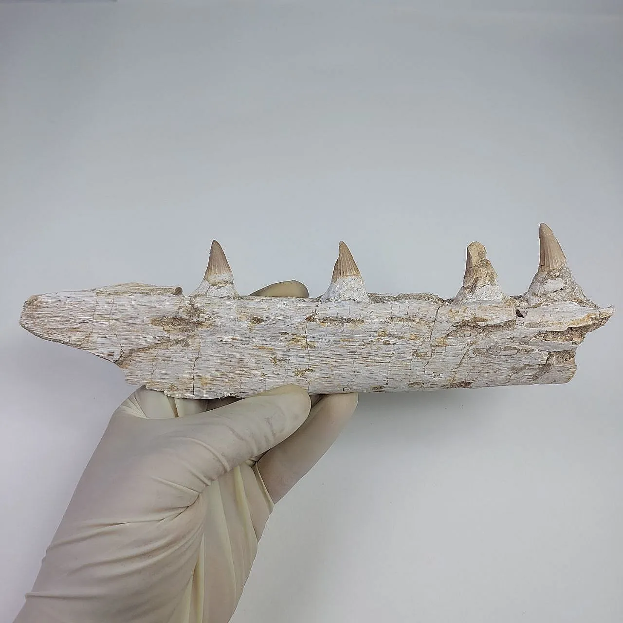 Mosasaur Platecarpus Upper Jaw with Teeth 10