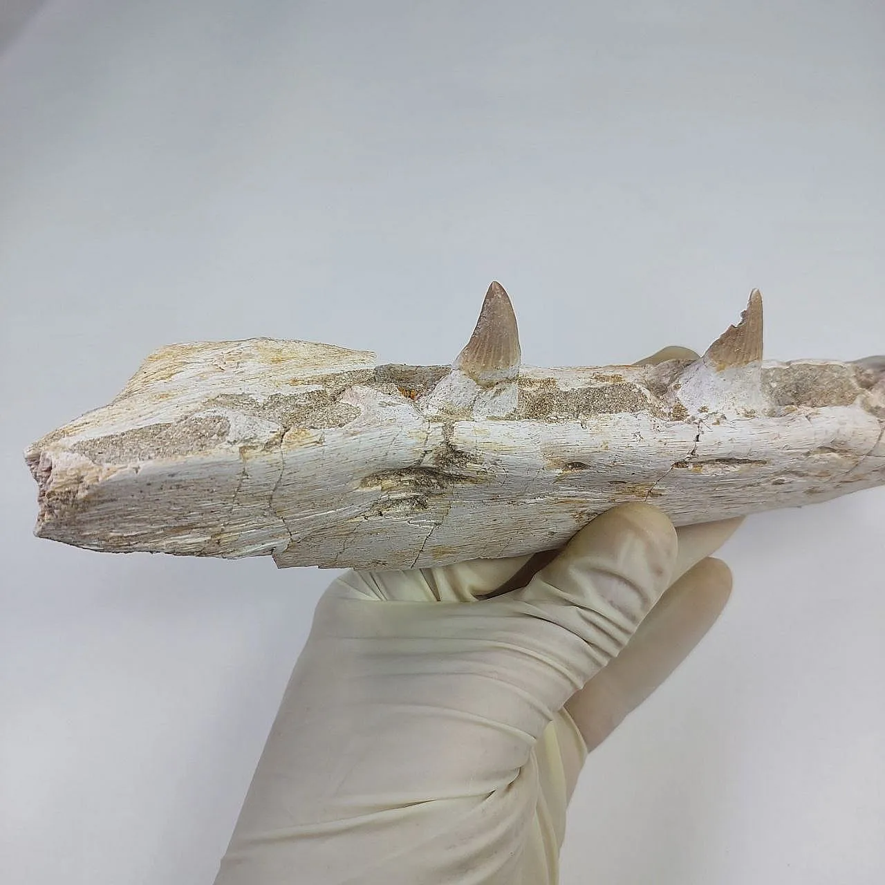 Mosasaur Platecarpus Upper Jaw with Teeth 14