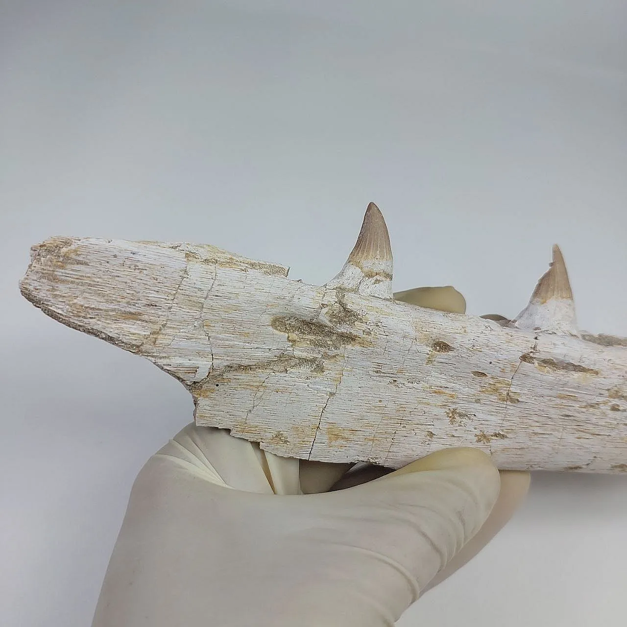 Mosasaur Platecarpus Upper Jaw with Teeth 15
