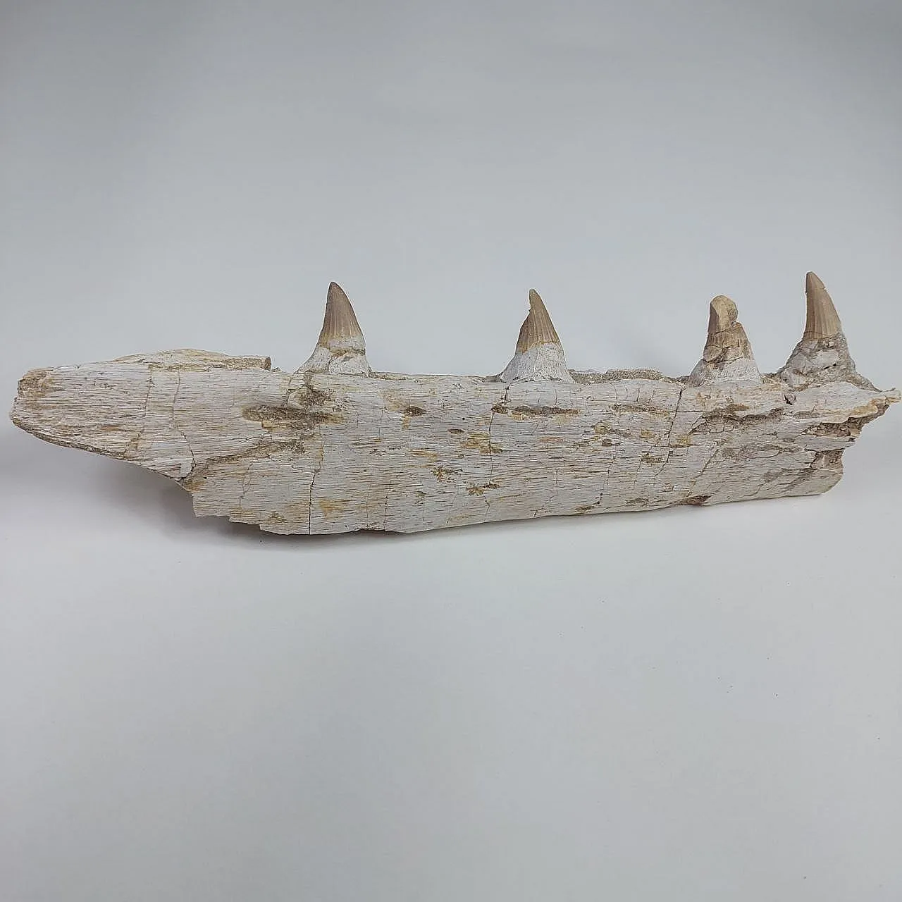 Mosasaur Platecarpus Upper Jaw with Teeth 17